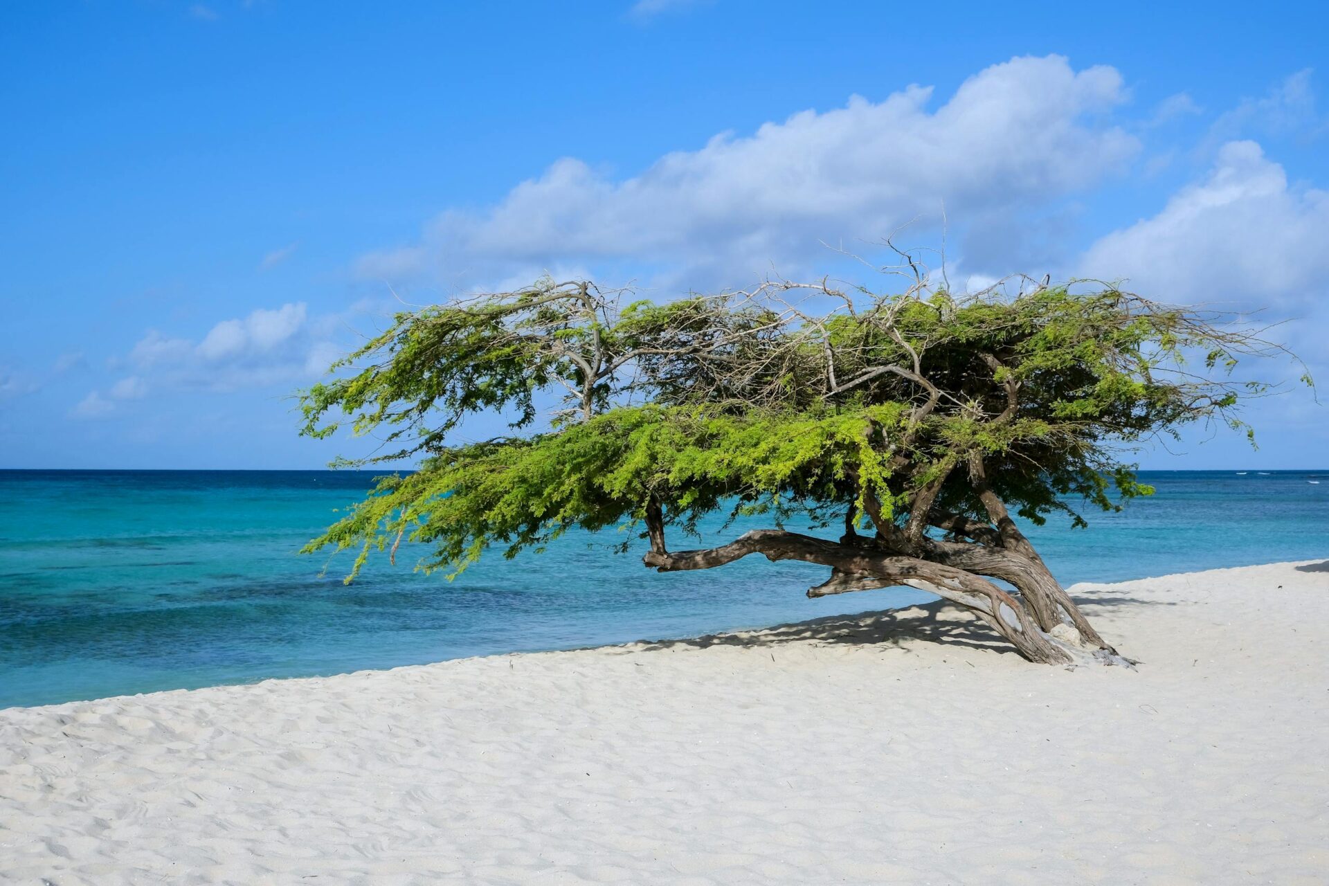 A stunning Divi Divi tree by the turquoise Caribbean sea on a sunny beach in Aruba.
