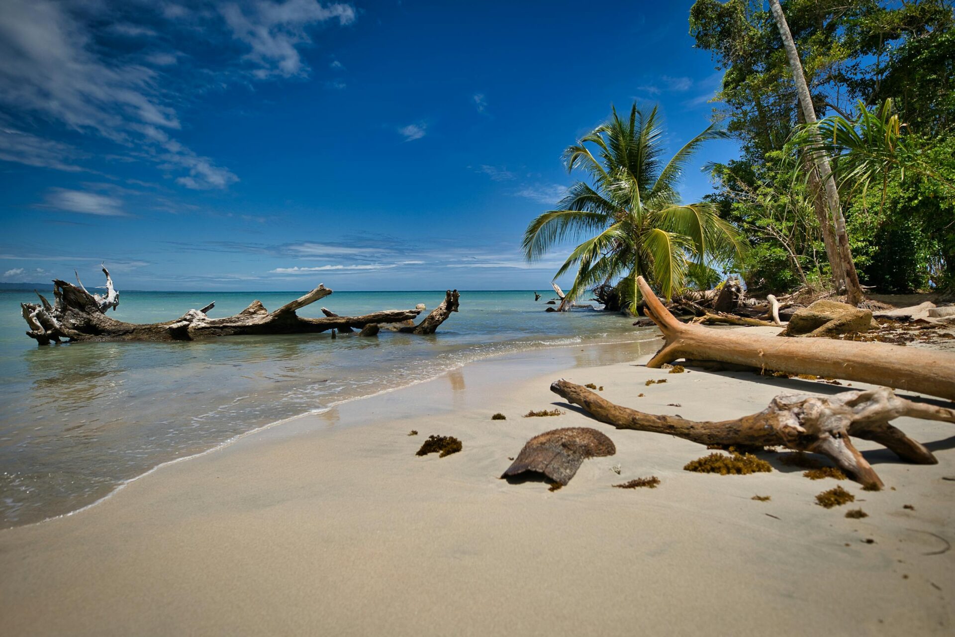 Explore the serene beauty of Limón's beach with tropical palm trees and driftwood under a clear blue sky.