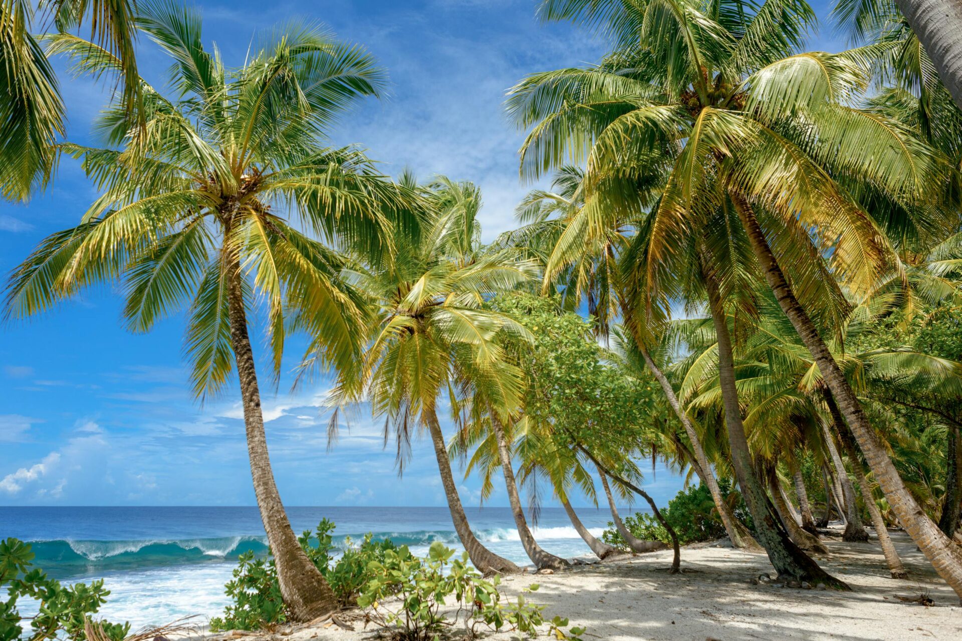 Idyllic tropical beach scene with palm trees swaying by the ocean under a bright blue sky.