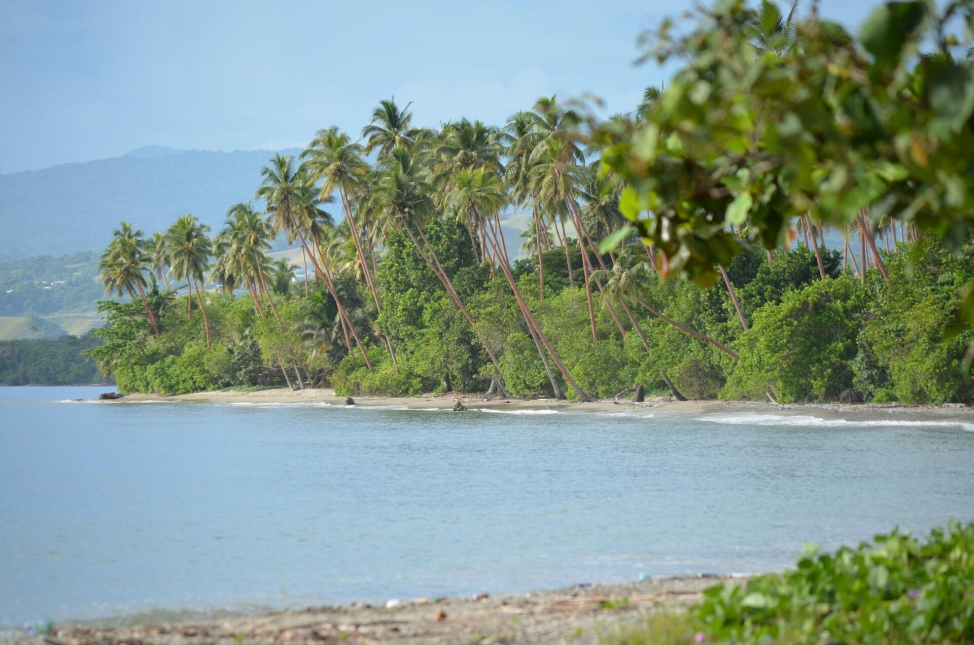 Serene tropical beach with swaying palm trees and calm turquoise waters under a clear sky.
