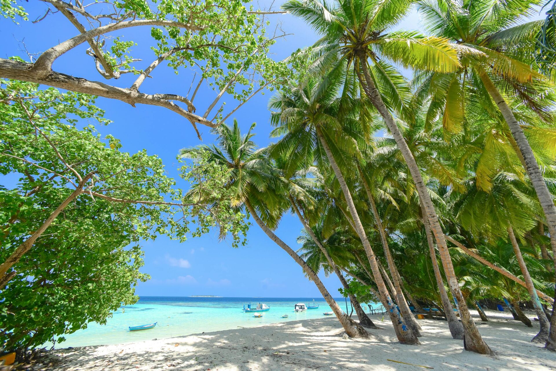 Sunny tropical beach with palm trees and turquoise sea, perfect for a vacation.